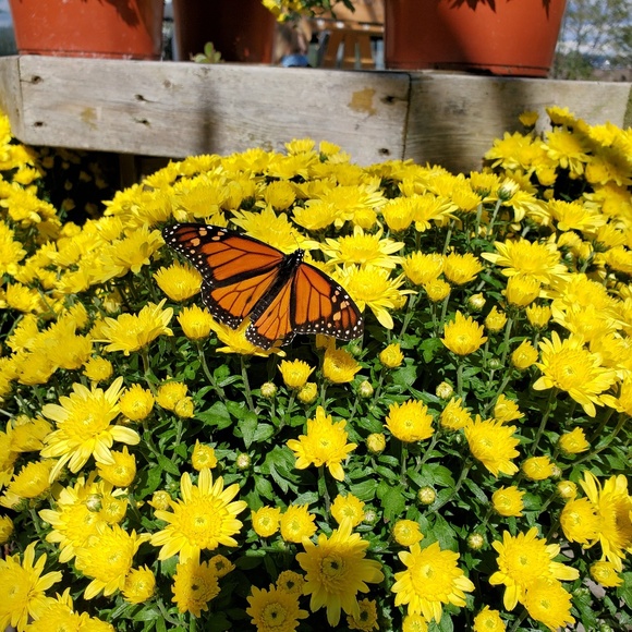 Meet your Posher, Dee - Picture 1 of 1